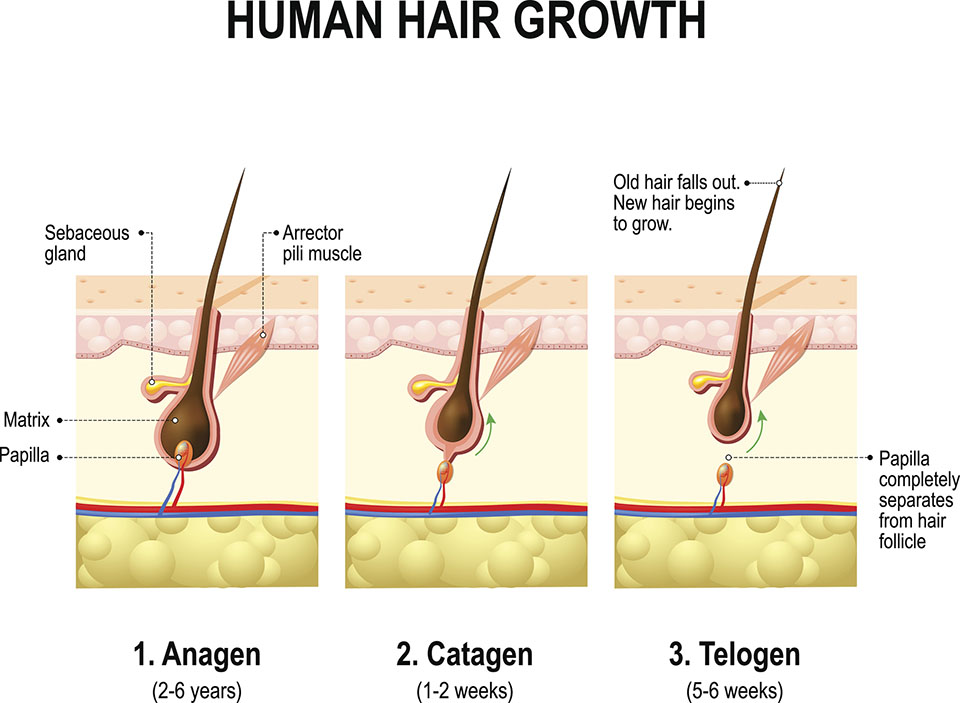 How hair grows | Your Hair Doc